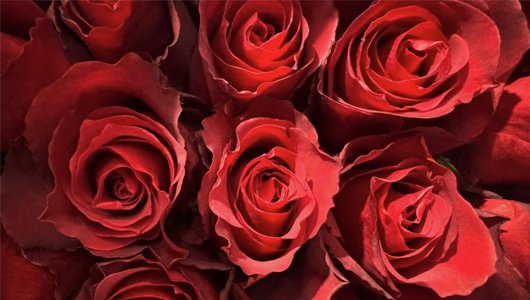 rosas-rojas-mision_aeme