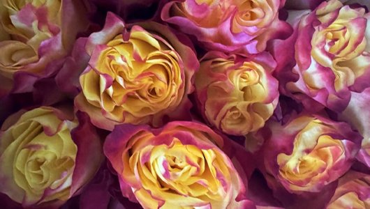 rosas-verano-vision_aeme